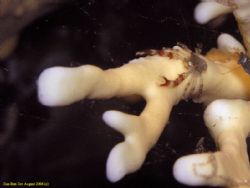 Squat Lobster by Ilan Ben Tov 